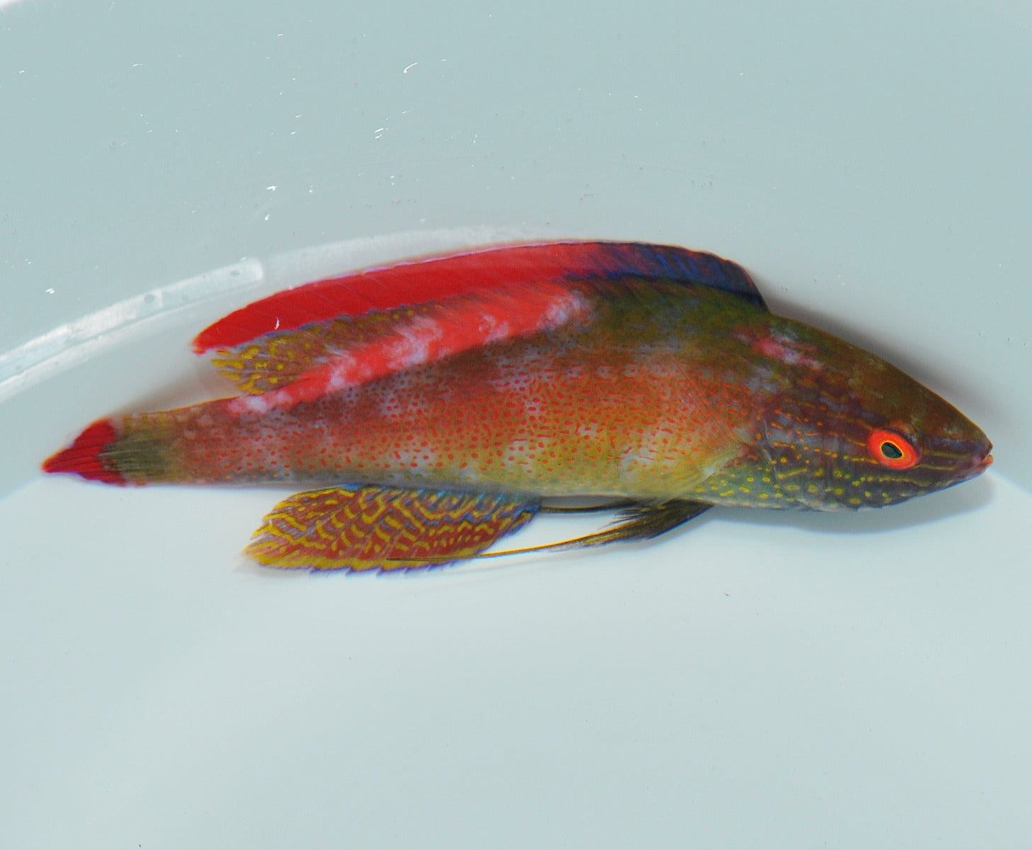 Cirrhilabrus rubrimarginatus