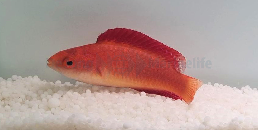 Cirrhilabrus rubripinnis