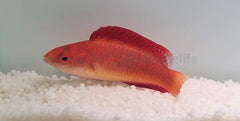 Cirrhilabrus rubripinnis