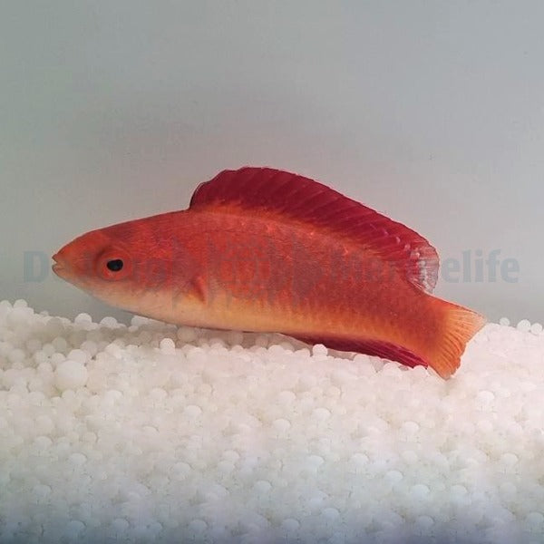 Cirrhilabrus rubripinnis