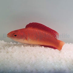 Cirrhilabrus rubripinnis