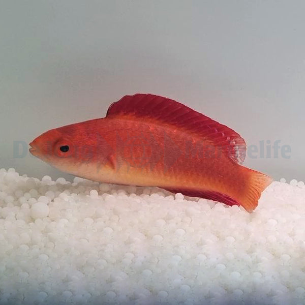 Cirrhilabrus rubripinnis