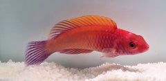 Cirrhilabrus rubrisquamis