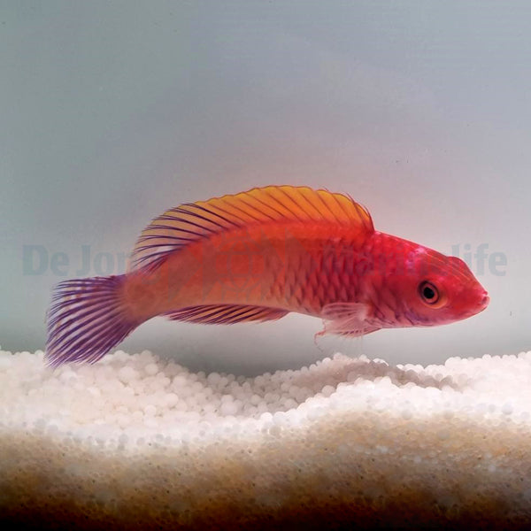 Cirrhilabrus rubrisquamis