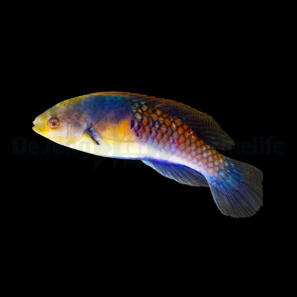 Cirrhilabrus ryukyuensis