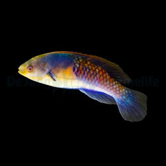 Cirrhilabrus ryukyuensis