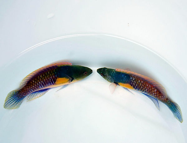 Cirrhilabrus ryukyuensis