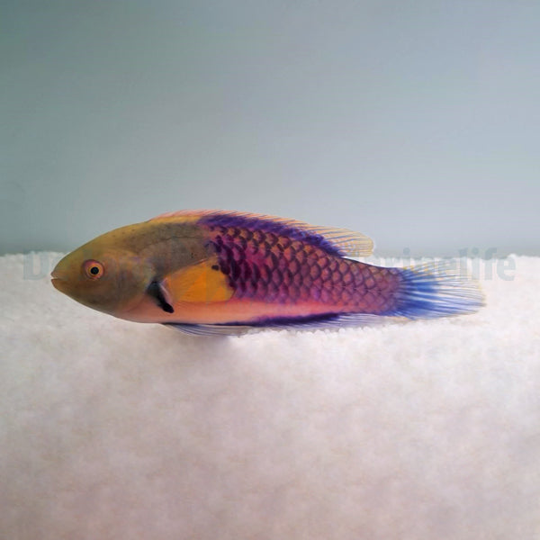 Cirrhilabrus ryukyuensis