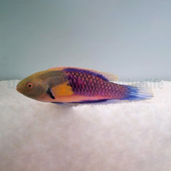 Cirrhilabrus ryukyuensis
