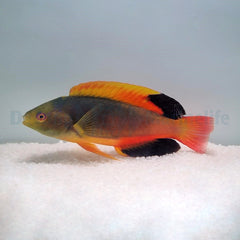 Cirrhilabrus scottorum