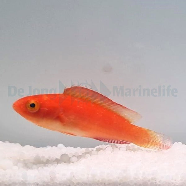 Cirrhilabrus shutmani (female)