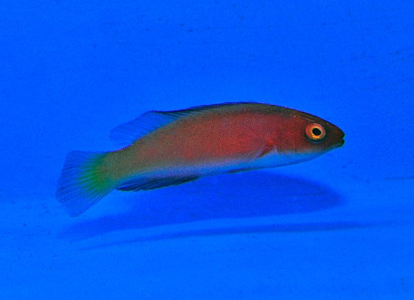 Cirrhilabrus shutmani (female)
