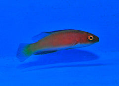 Cirrhilabrus shutmani (female)