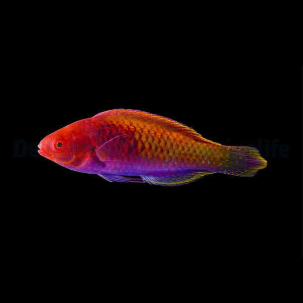 Cirrhilabrus solorensis