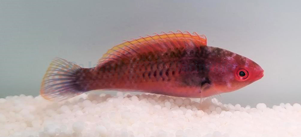 Cirrhilabrus solorensis
