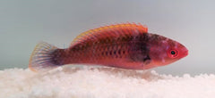 Cirrhilabrus solorensis