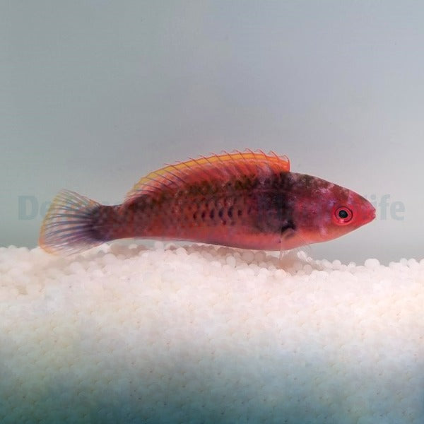 Cirrhilabrus solorensis