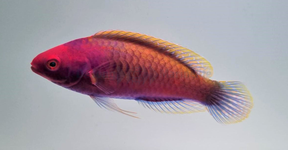 Cirrhilabrus solorensis