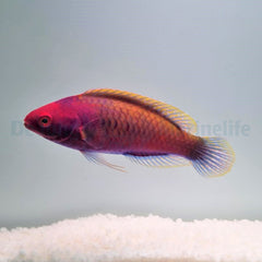 Cirrhilabrus solorensis