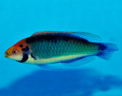 Cirrhilabrus aquamarinus