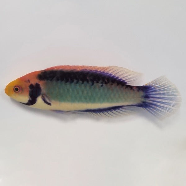 Cirrhilabrus aquamarinus