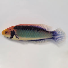Cirrhilabrus aquamarinus