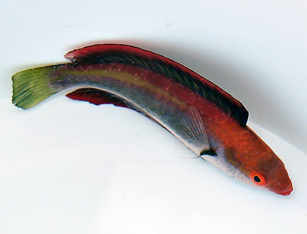 Cirrhilabrus temminckii