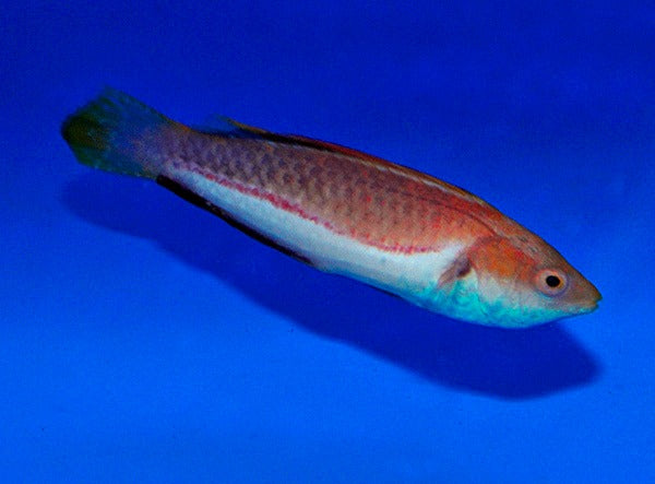 Cirrhilabrus tonozukai (male)