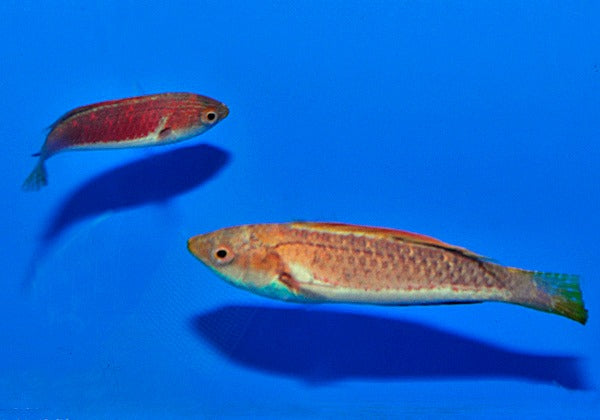 Cirrhilabrus tonozukai (Pair)