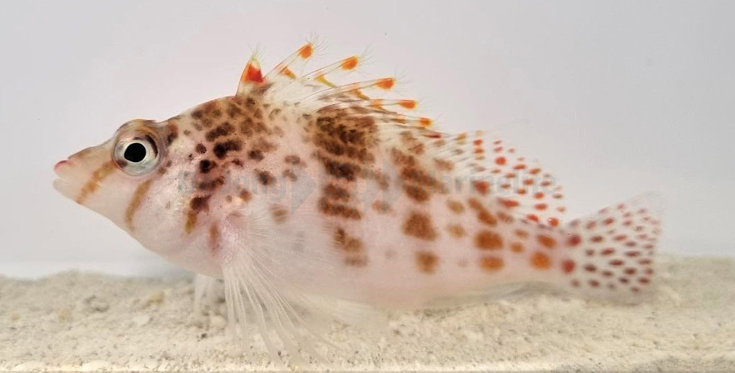 Cirrhitichthys falco
