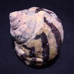 Cittarium pica (Show)