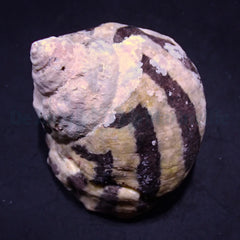 Cittarium pica