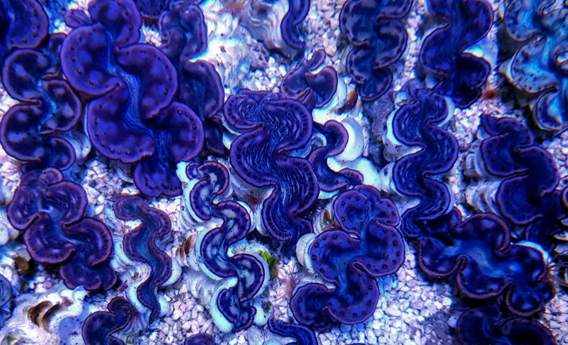 Tridacna maxima (Pink/Purple) 13cm