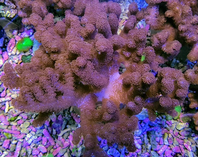 Cladiella spp. (O1 Colt)