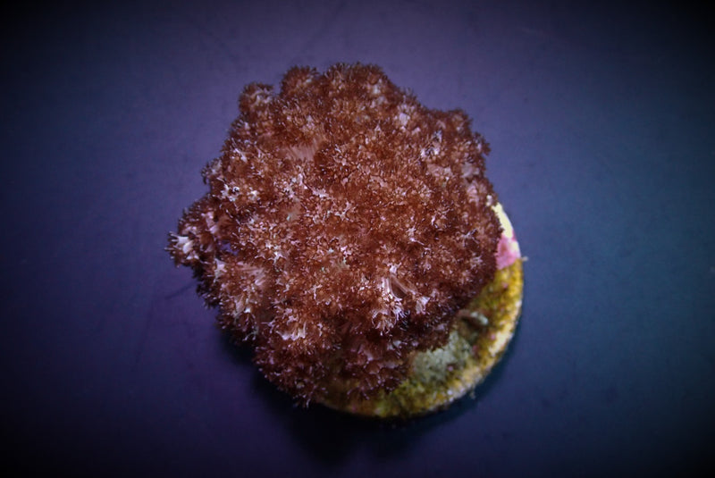 Cladiella spp. (O3 Broccoli)