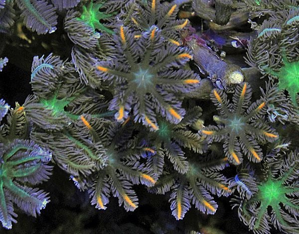 Clavularia spp. (Orange) (Striped)