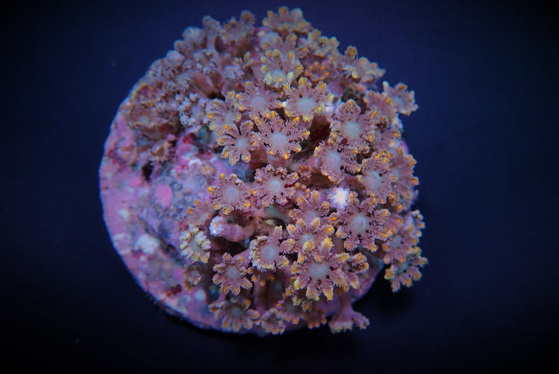 Clavularia spp. (Orange) (Striped)