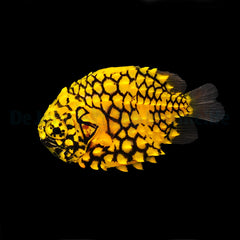 Cleidopus gloriamaris