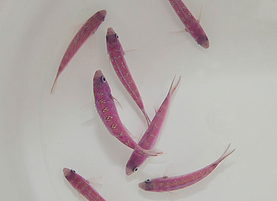 Clepticus parrae