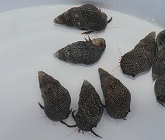 Clibanarius digueti