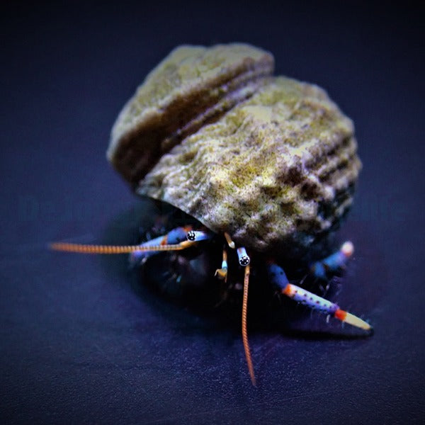 Clibanarius tricolor