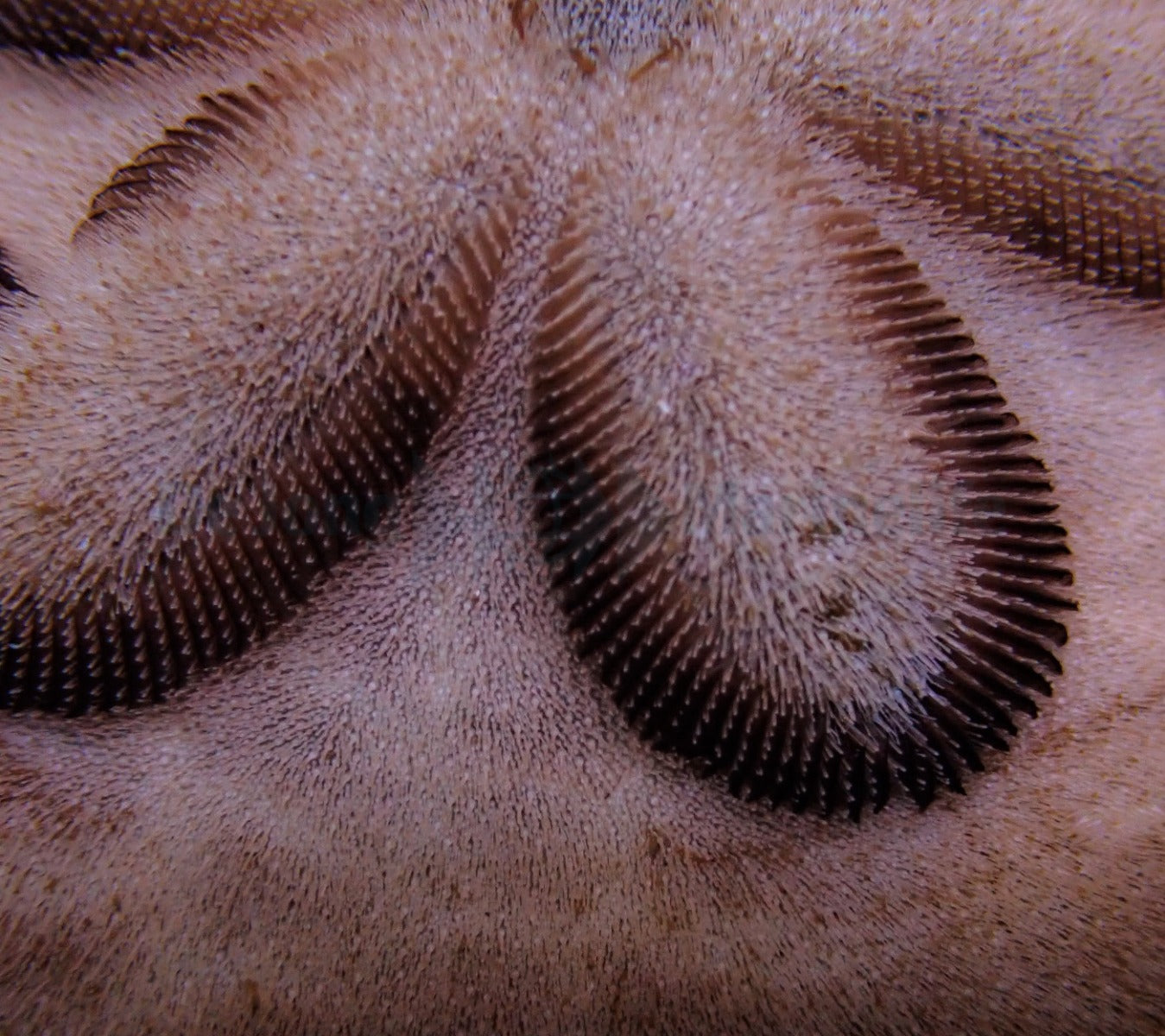 Clypeaster humilis