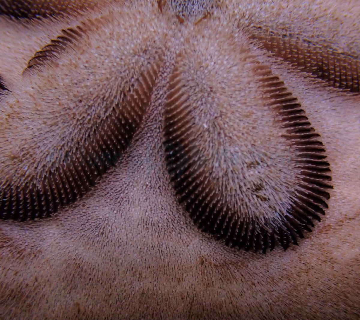 Clypeaster humilis