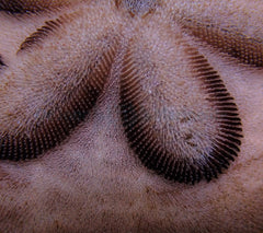 Clypeaster humilis