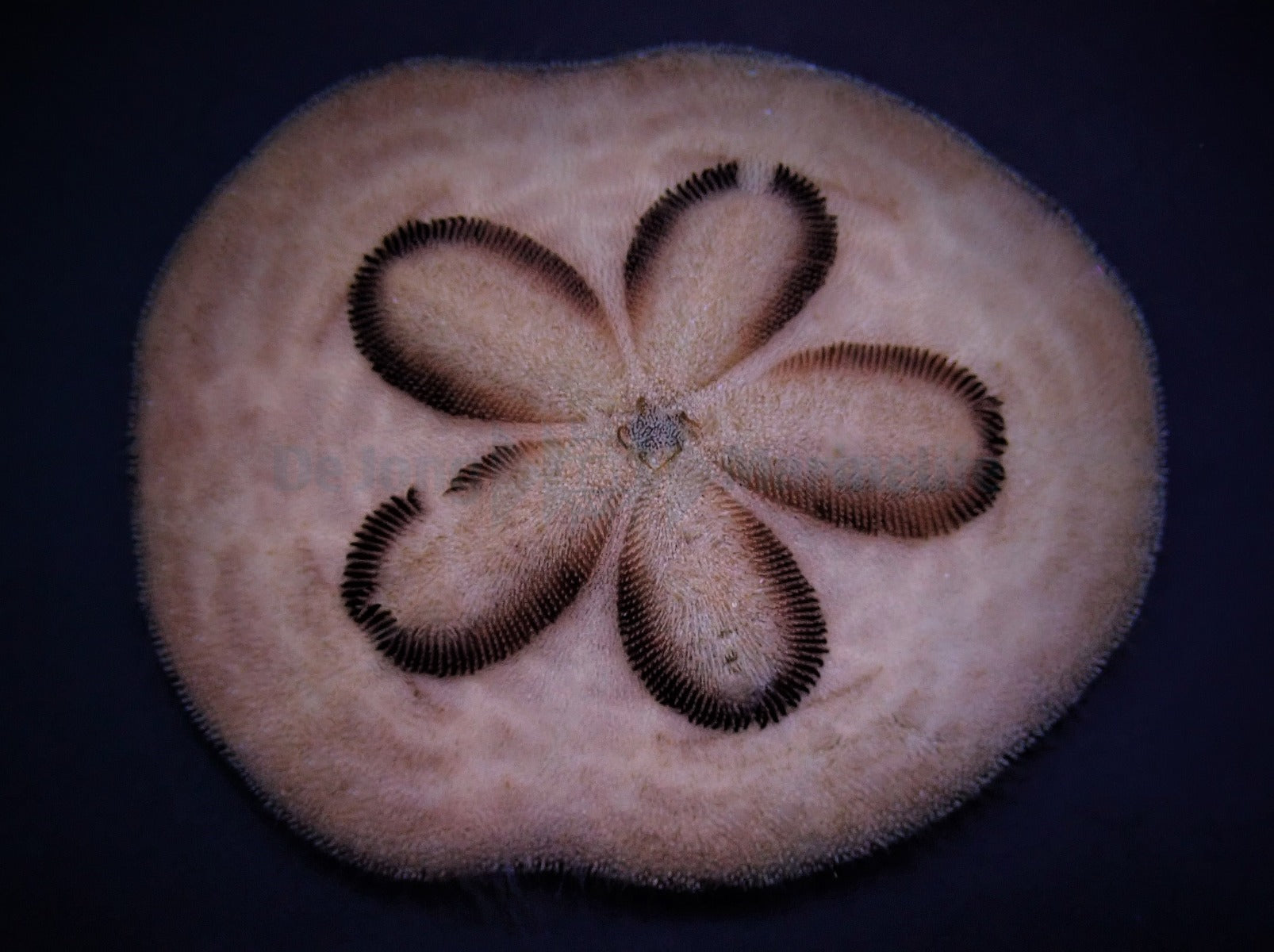 Clypeaster humilis