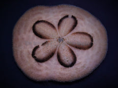 Clypeaster humilis