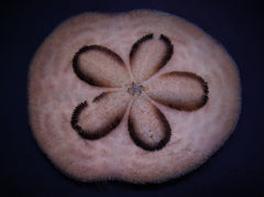 Clypeaster humilis