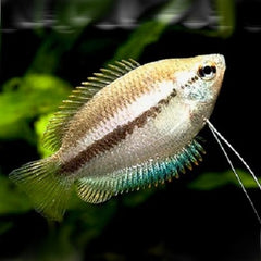 Colisa chuna   Honinggourami L