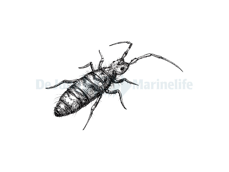 Collembola / Springtails (Springstaartjes) -  Tub