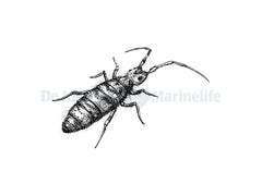 Collembola / Springtails (Springstaartjes) -  Tub
